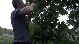 Пасынкование винограда