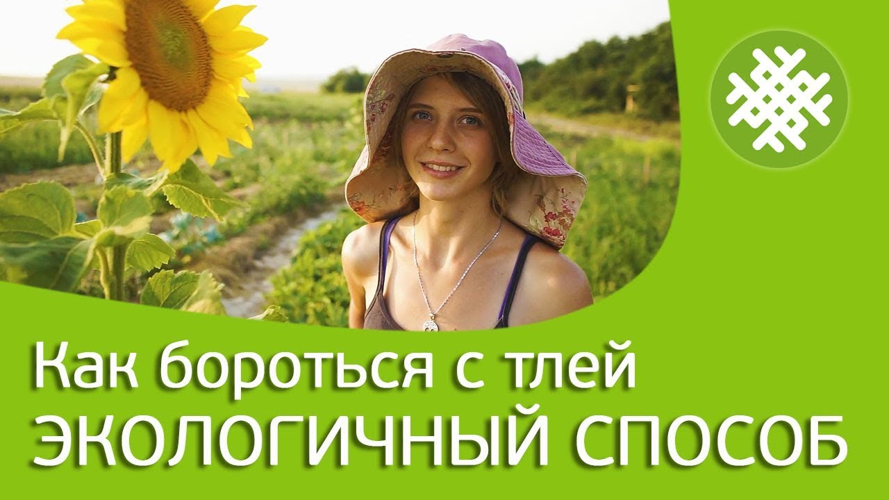 Как бороться с тлей. Экологичный способ