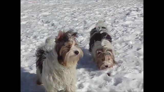 Щенки бивер йоркширского терьера,Biewier yorkshire terrier puppies смотреть онлайн