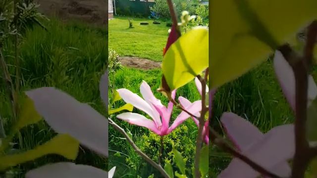 Радость моя - магнолия! В Подмосковье!!! Растёт, цветёт и пахнет! ?? смотреть онлайн