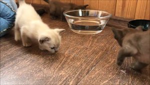 Новый помет котят бурма. Выпуск 1