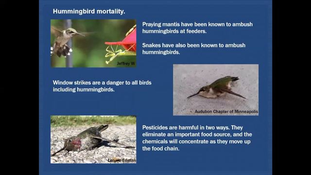 Attracting Hummingbirds to Your Yard смотреть онлайн