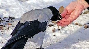 О старце Николае Гурьянове.