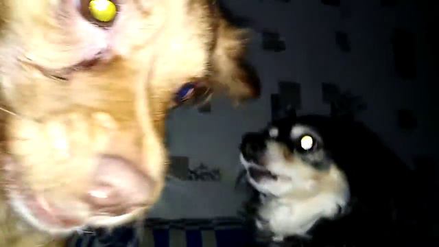 Зомби собаки смотреть онлайн