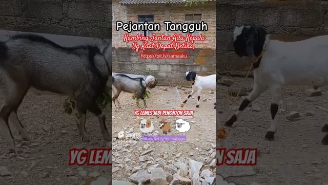 Kambing Bandot Adu Kepala, Pejantan Tangguh dan Kuat Dapat Meme Betina - Main Sama Aku