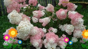Гортензия метельчатая Ванилла страубери. Краткий обзор hydrangea paniculata Vanilla Strawberry