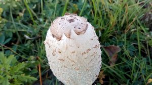 ГРИБ НАВОЗНИК ? вырос после дождя: НАВОЗНИК