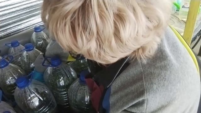 Нашла источник заражения мучнистой росой в теплице. смотреть онлайн