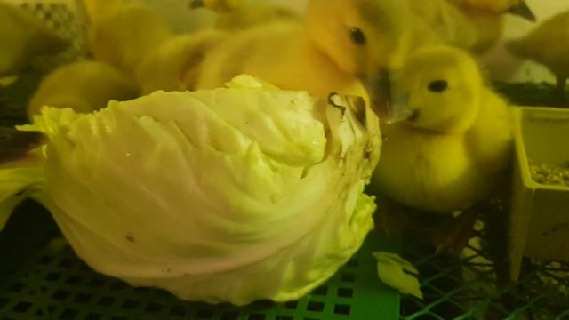 Как я выращиваю мускусных утят!Чем пропаиваю, кормлю. Принимаю меры от расклева уже сейчас! Часть 2 смотреть онлайн