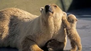 Животные с детёнышами.