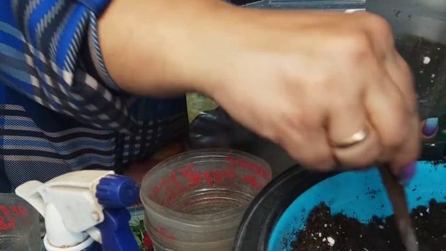 Ипомея батат , пересадка черенков в грунт. Часть вторая смотреть онлайн