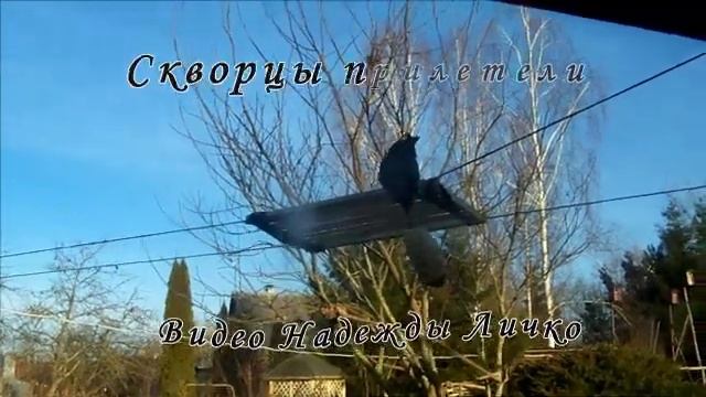 Скворцы прилетели 2023 смотреть онлайн
