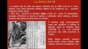 Camelie  storia e tradizioni