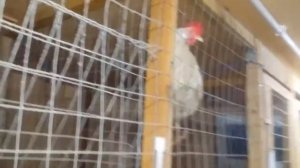 Эти смешные и очень смешные куры 😃