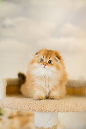 Кот Ричард отдыхает