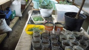 Ампельная гвоздика, укоренение и уход.