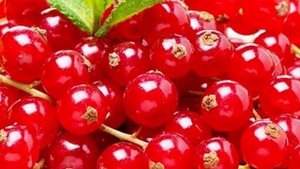 Красная Смородина ? Сахарная ?