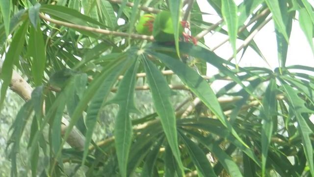 Ятрофа рассечённая.Jatropha Mbltifida.Кирьят-Ям.Израиль.