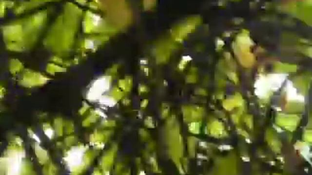 Беседка с винограда смотреть онлайн