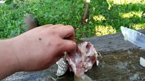 Чучело из  головы щуки своими руками да легко без лишних слов