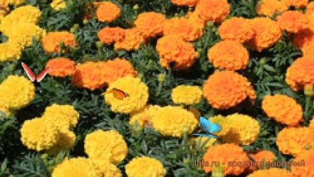 Бархатцы прямостоячая Микс ? прямостоячая бархатцы Микс обзор: как сажать, семена бархатцев Микс