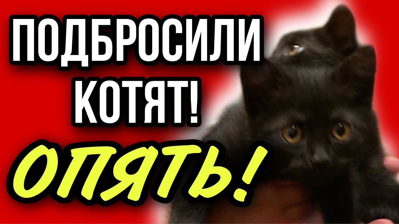 Мне опять подбросили котят!