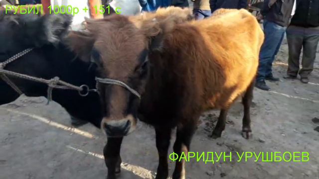 МУЖУН ПАЙШАНБЕ МОЛ БОЗО..... к... д....😩🤕🤨😣😪😫😲😒