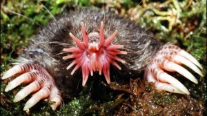 ТОП 10 Самых НЕОБЫЧНЫХ И ЖУТКИХ животных в мире!