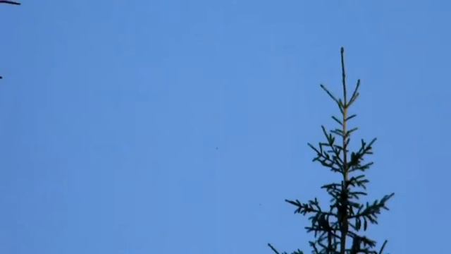 Кедровка с шишкой смотреть онлайн