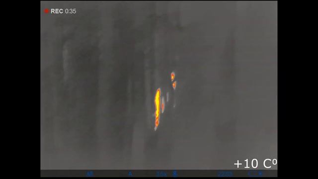 Лось с тепловизора PULSAR axion XQ38 смотреть онлайн