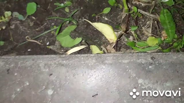 Чё за хрень кто знает ? смотреть онлайн