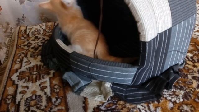 Играем с котёнком у бабушки. смотреть онлайн