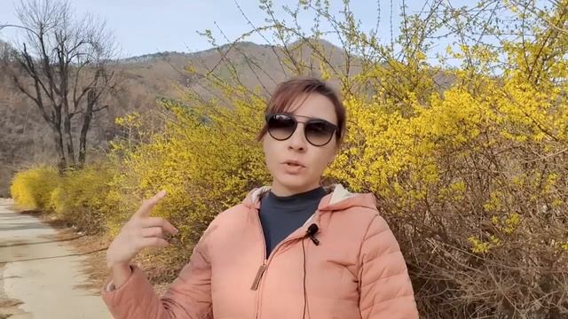 Блогосфера: дача по-корейски