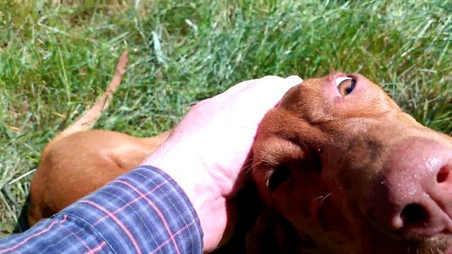 ВЕНГЕРСКАЯ ЛЕГАВАЯ.🐕(КЛИЧКА ХЭЙЛА.)18.06.21г.исполнится 6 месяцев.Девочка. смотреть онлайн