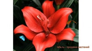 Лилия ла-гибрид Покерфейс (lilium la-hybrid pokerface) ? обзор: как сажать, луковицы лилии Покерфей