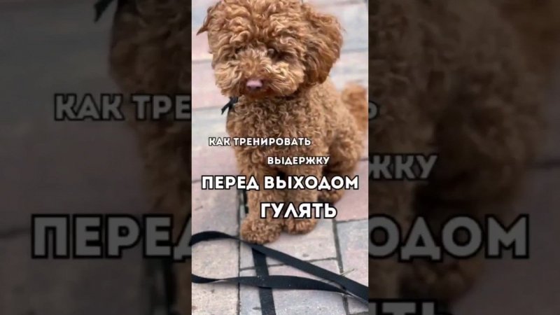 ➡️Как тренировать выдержку ПЕРЕД ВЫХОДОМ ГУЛЯТЬ #shorts