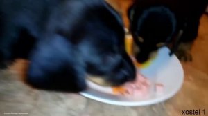 Щенки таксы. Нам месяц