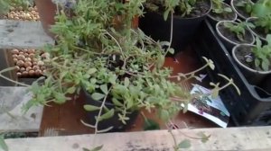 Освещение в теплице, и ответы на вопросы....