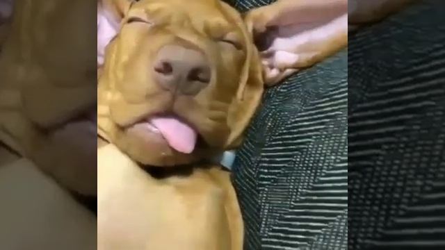 Теперь я знаю , почему знак @ называется собака ! смотреть онлайн