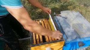 Изолятор хмары Изоляция пчелиной матки на зиму.