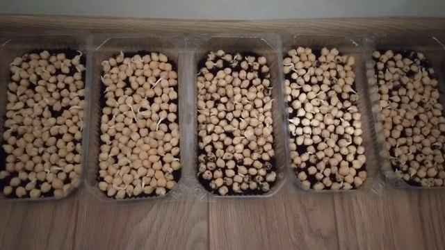 Микрозелень горох - как сделать свой бизнес с нуля? Первые трудности, прорастание и полив горошка. смотреть онлайн