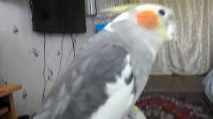 смешно, самка кореллы пытается разговаривать:))