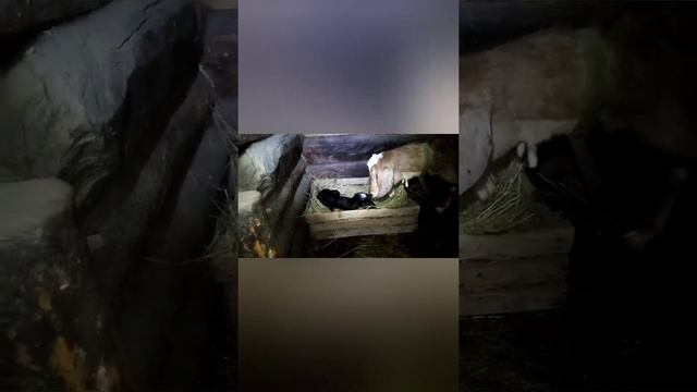 Случка англо-нубийских коз. Первый приплод. Козлята. Козочки.