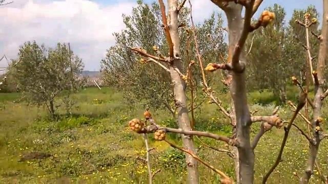 ДЛЯ ЛЮБИТЕЛЕЙ С НАМИ ПОРАБОТАТЬ СЕЛЬСКОЕ ХОЗЯЙСТВО В ГРЕЦИИ