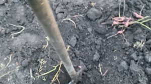 ?-2//Как долго растёт Батат//Два способа размножить Батат//Урожай батата 2023 год Украина