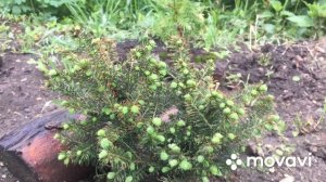 ? Ель Сербская «Карл»\Spruce Serbian "Karl"