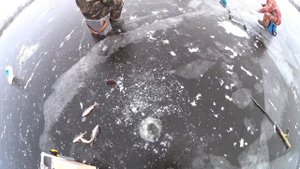 Безкивковая безмотылка спасла рыбалку!