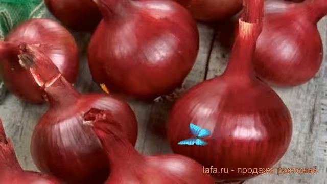 Лук репчатый Ретро (retro) ? репчатый лук Ретро обзор: как сажать, семена лука Ретро