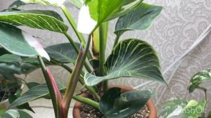 Обзор коллекции филодендронов ?