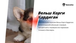 Пемброк vs Кардиган Вельш Корги Сравнение двух пород